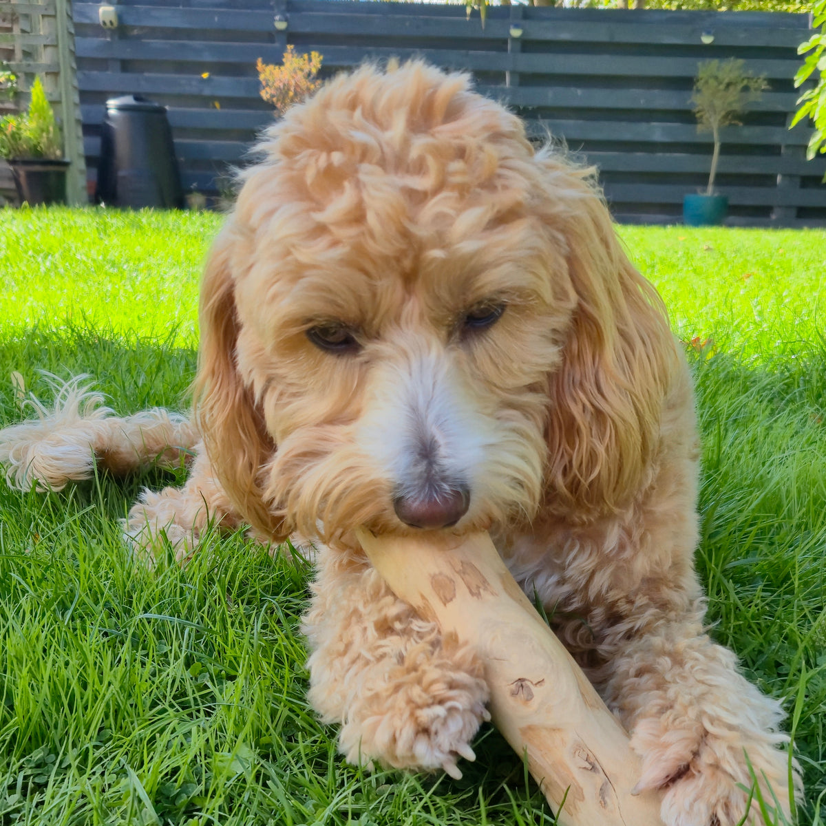 SnazzyTails Natural Coffee Wood Dog Chews
