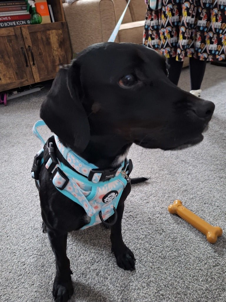 PupClub Couture Rugged Rover Harness - Pastel Daisy