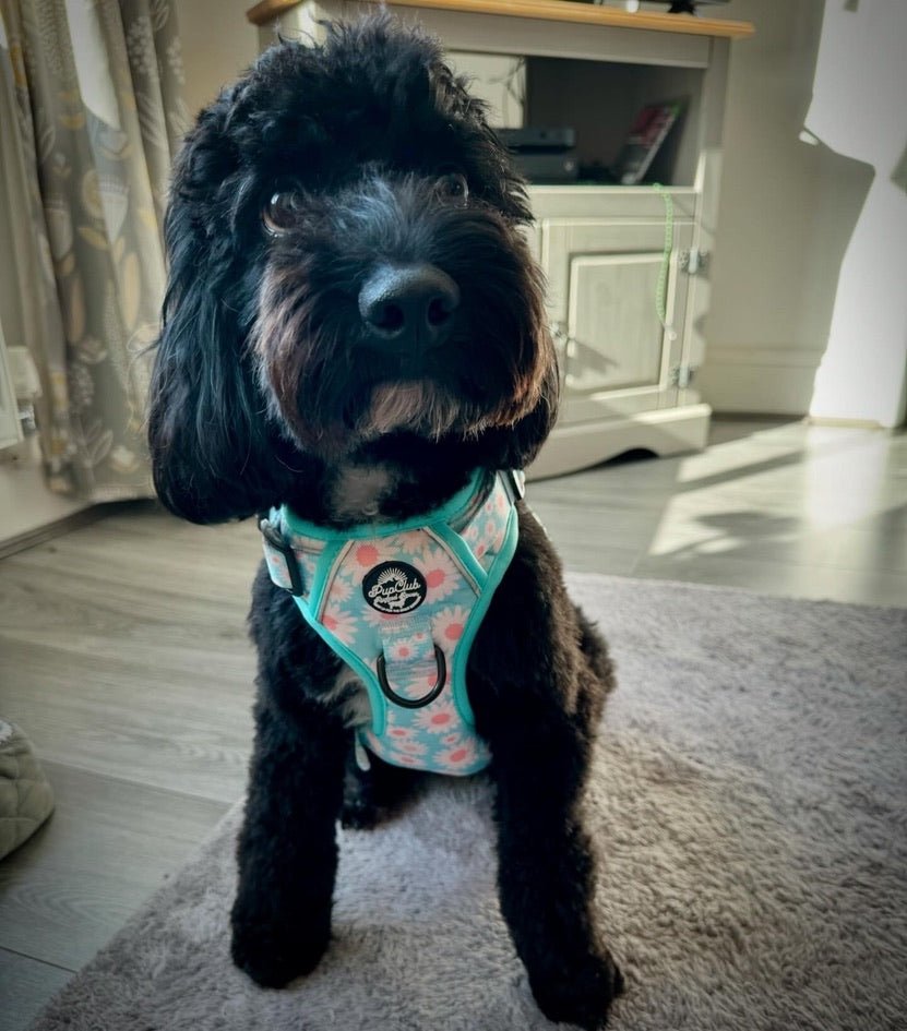 PupClub Couture Rugged Rover Harness - Pastel Daisy