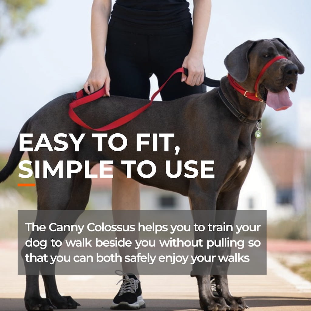 The Canny Company Colossus No-Pull Dog Headcollar