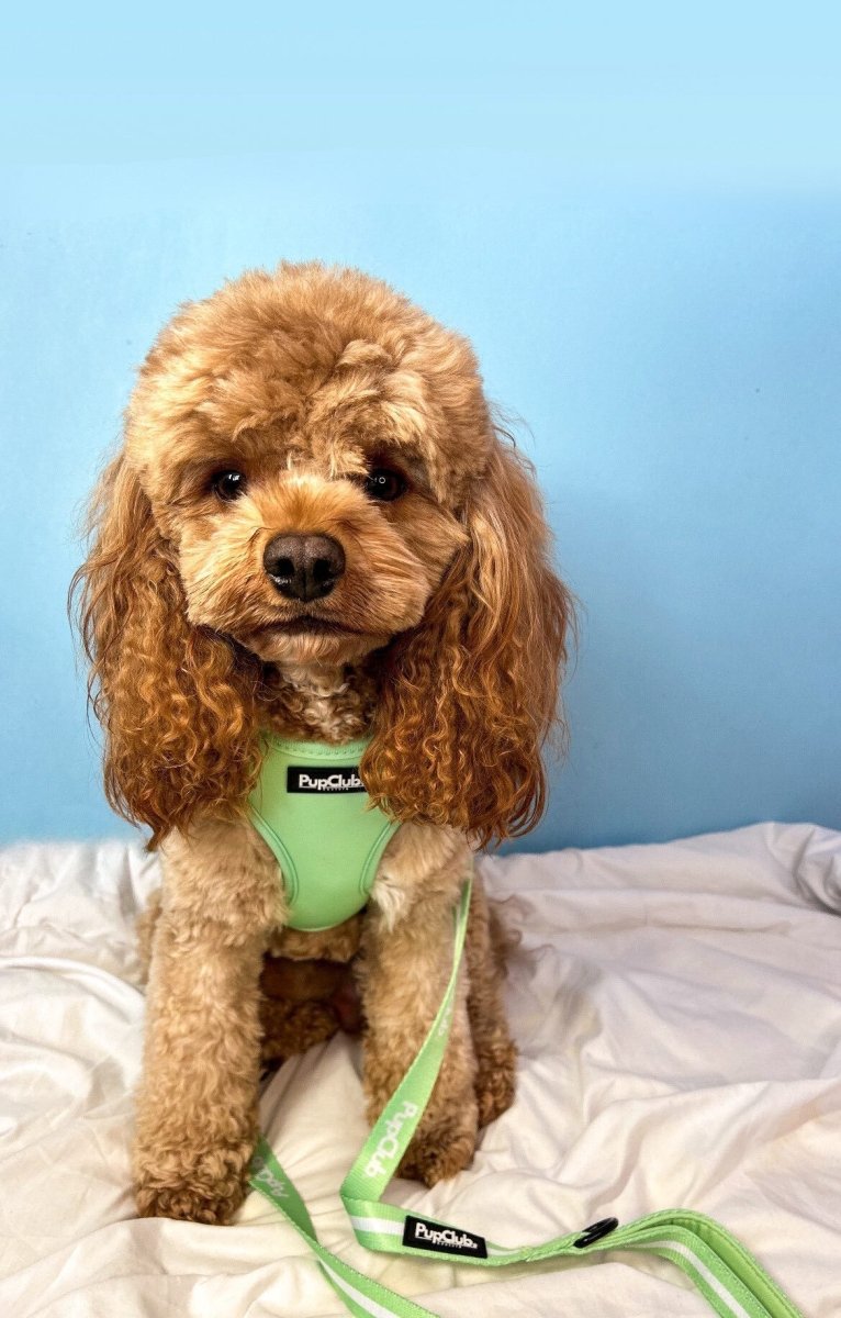 PupClub Couture Dog Lead - Pastel Green