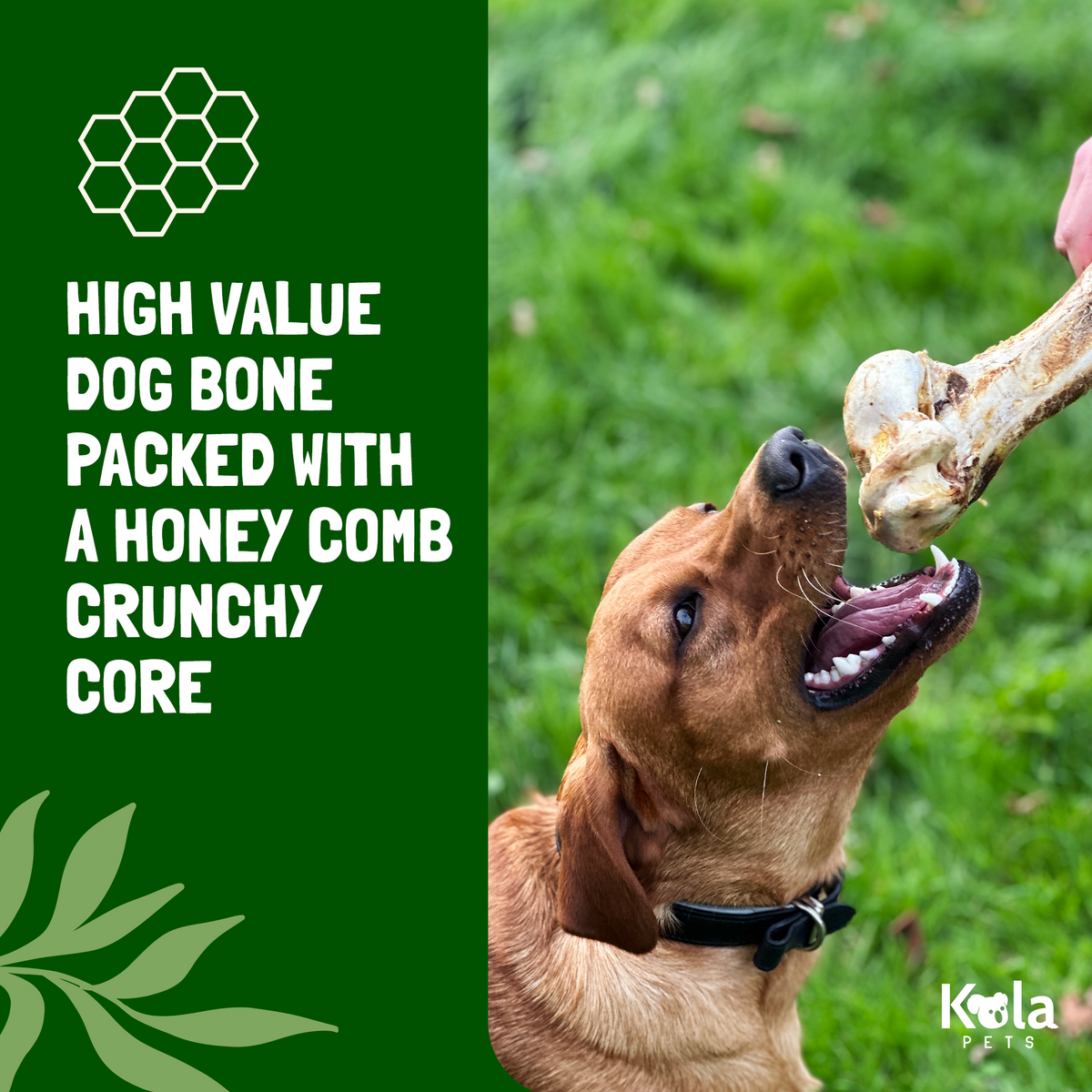 Koala Pets Jumbo Ostrich Bone Dog Chew