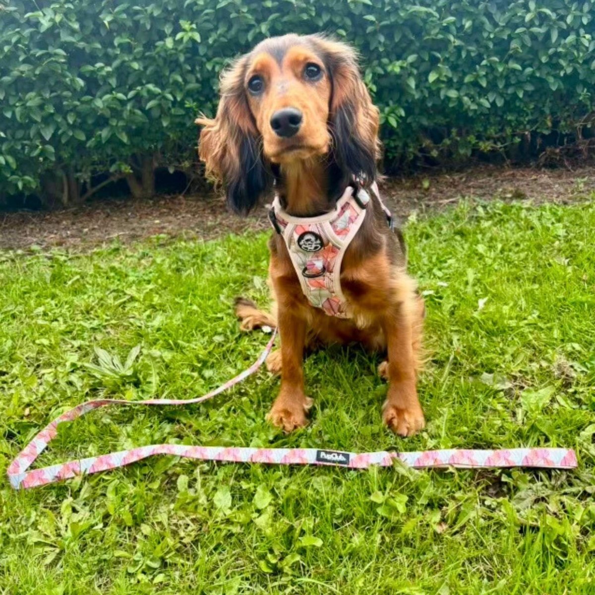 PupClub Couture Rugged Rover Dog Harness - Autumn Breeze