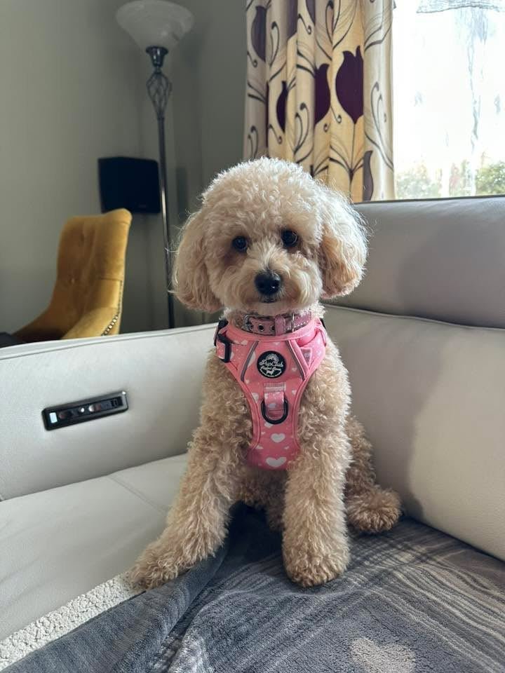 PupClub Couture Rugged Rover Harness - Peachy Hearts