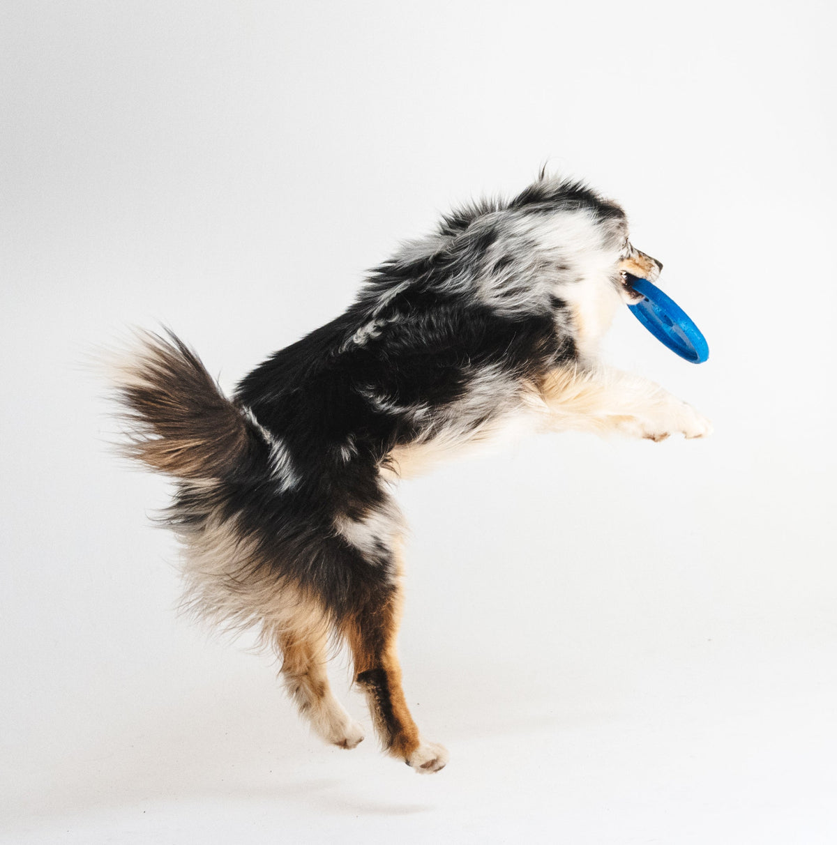 Gizzls Joint & Mobility Dog Treats
