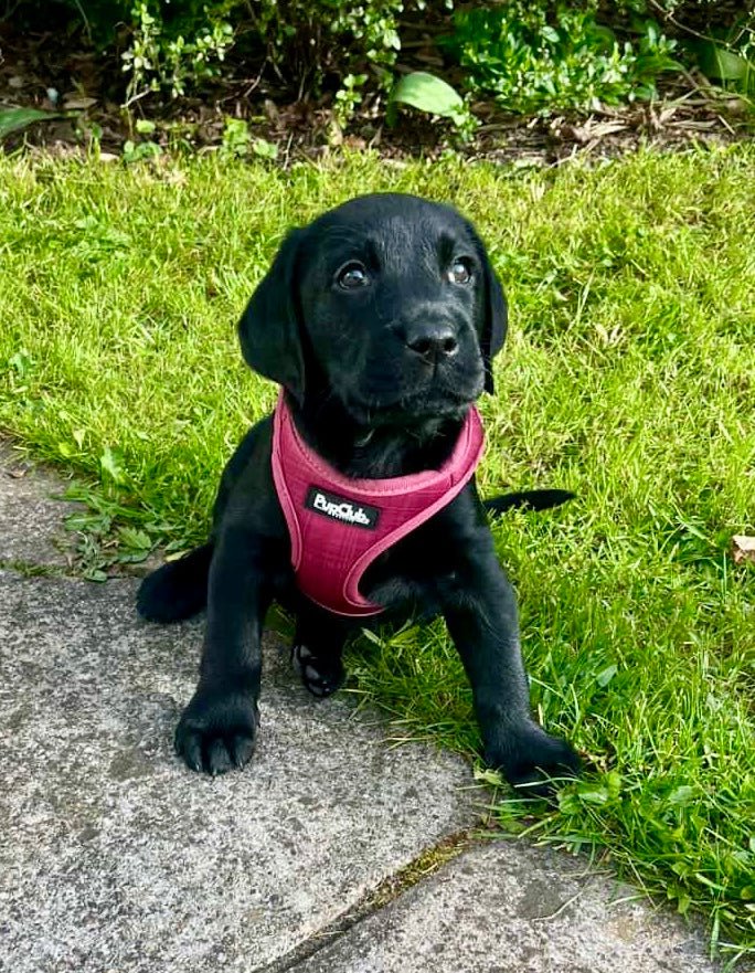 PupClub Couture Puppy step-in Harness - Berry Red