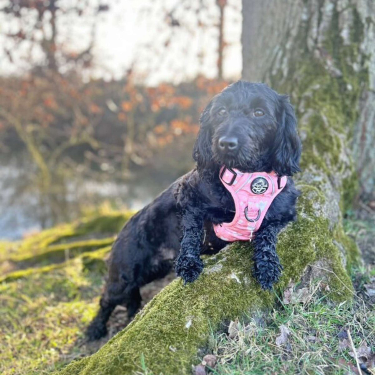 PupClub Couture Rugged Rover Harness - Peachy Hearts