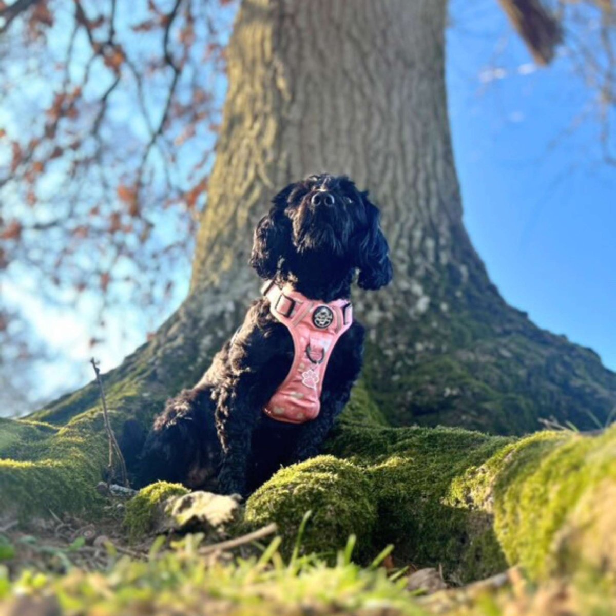PupClub Couture Rugged Rover Harness - Peachy Hearts