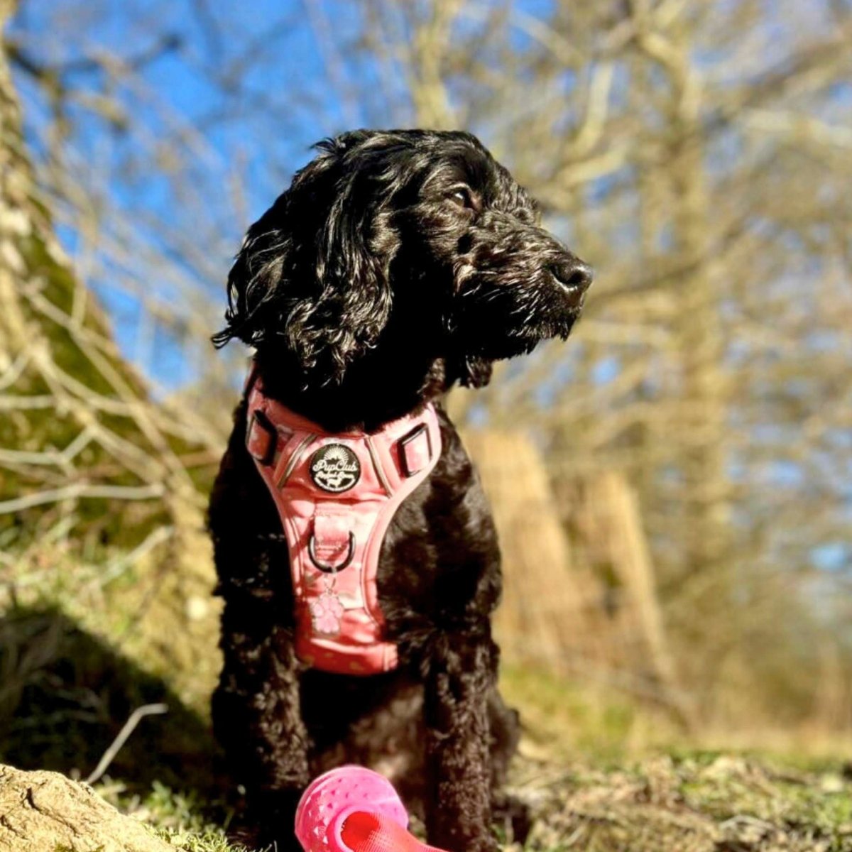 PupClub Couture Rugged Rover Harness - Peachy Hearts