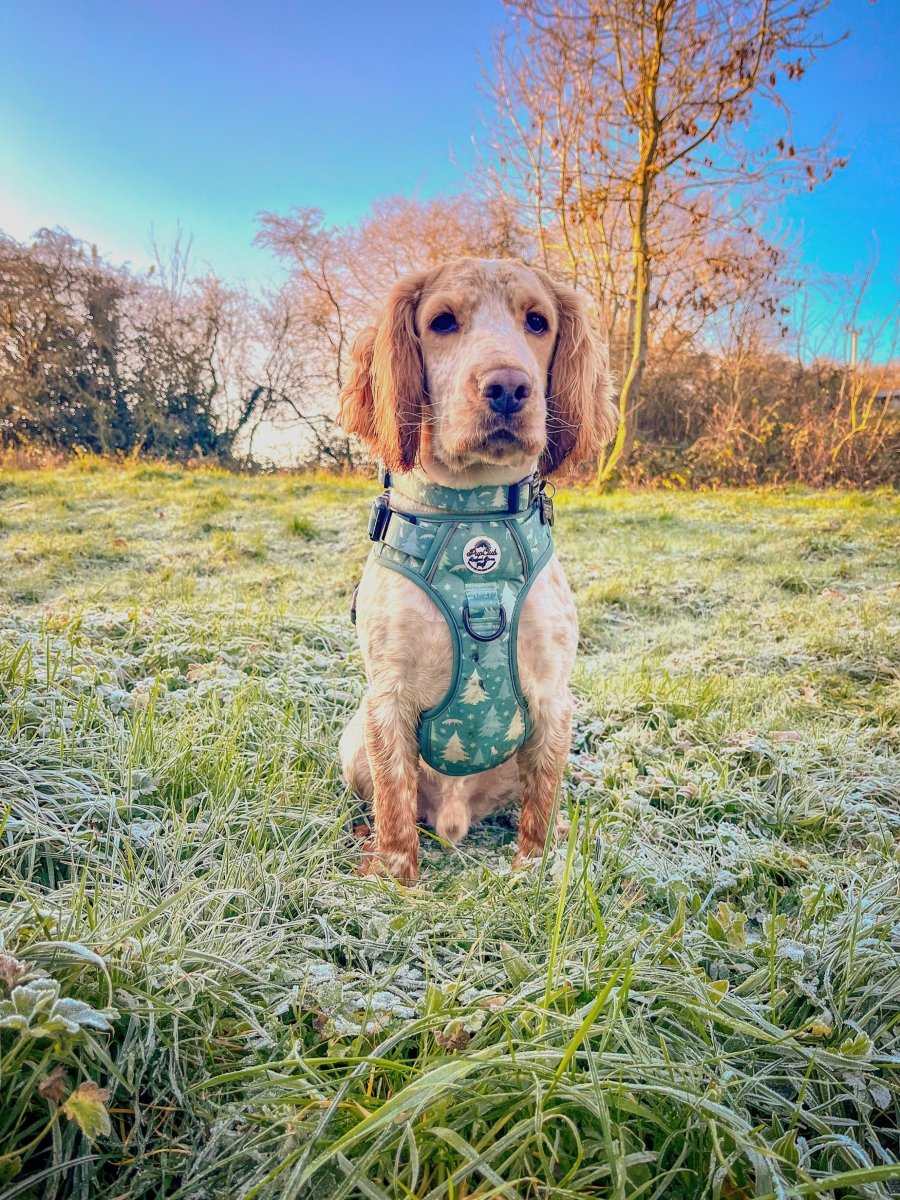 PupClub Couture Dog Collar - Evergreen Trails