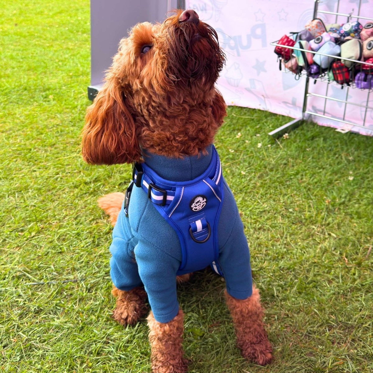 PupClub Couture Rugged Rover Harness - Royal Blue
