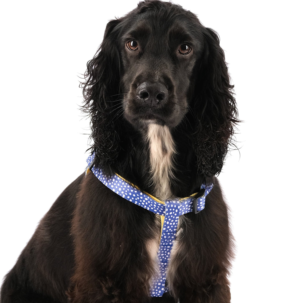 SnazzyTails Minnie Step-In Dog Harness Blue Polka Dot and Yellow Pineapple Print