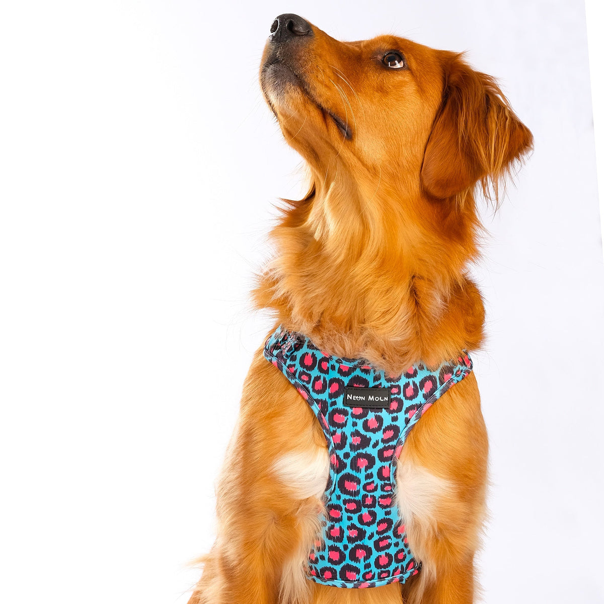 SnazzyTails The Willow Mesh Dog Harness Blue & Pink Leopard Print
