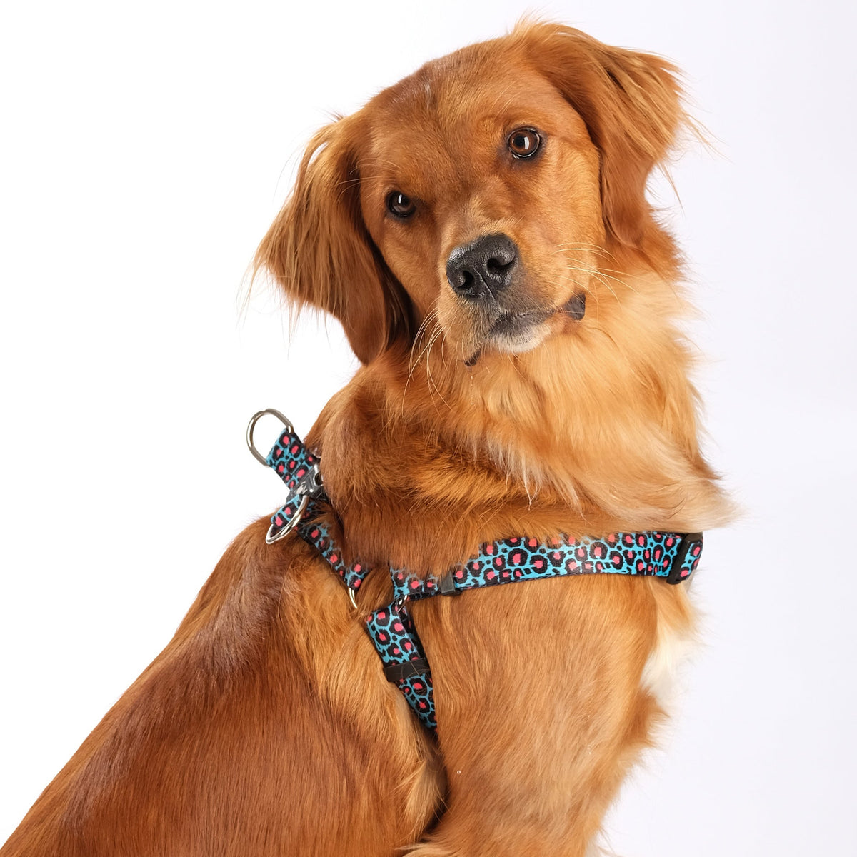 SnazzyTails Willow Step-In Dog Harness - Blue Leopard Print