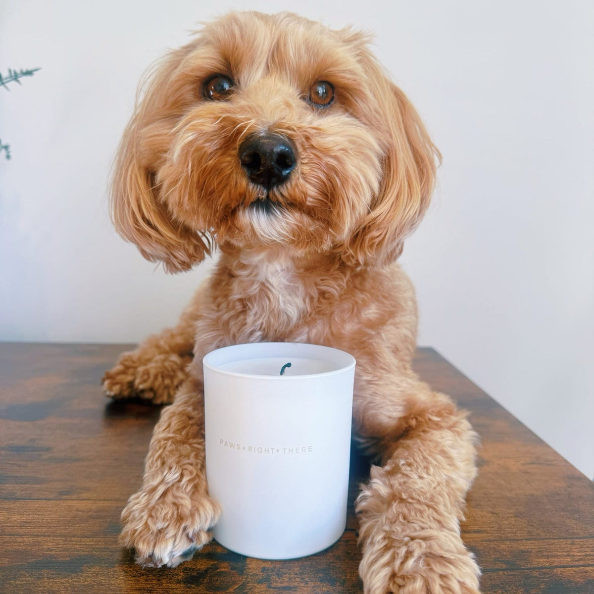 Paws Right There Goodbye Wet Dog Essential Oil Candle – 30cl