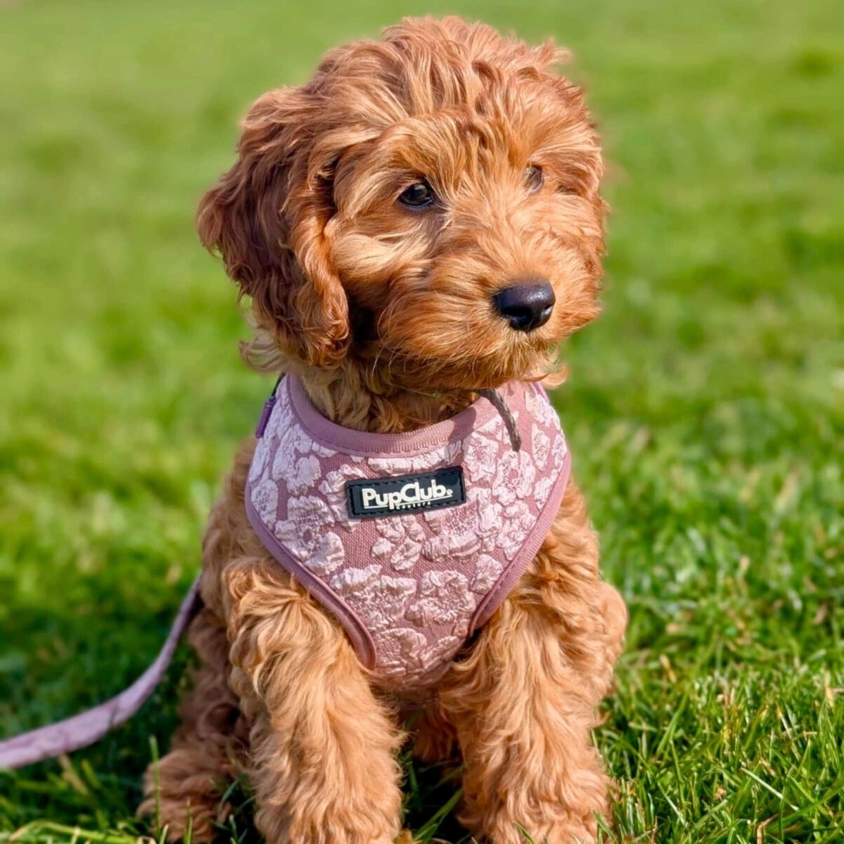 PupClub Couture Luxe Mocha Petals Adjustable Dog Harness