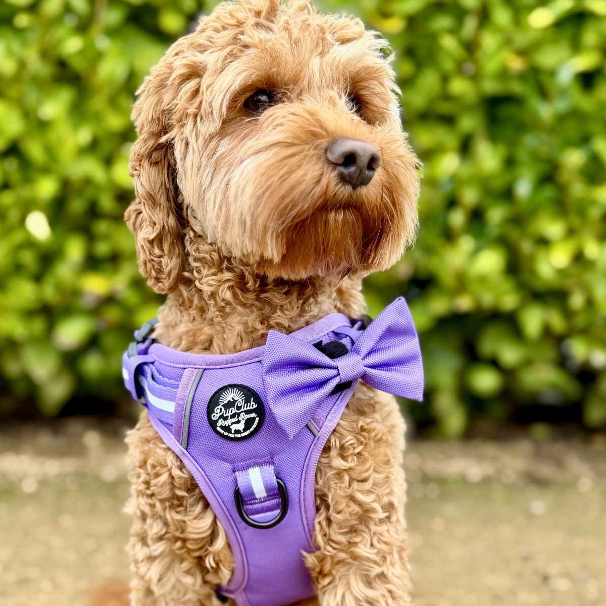 PupClub Couture Dog Bow Tie - Lilac Blush