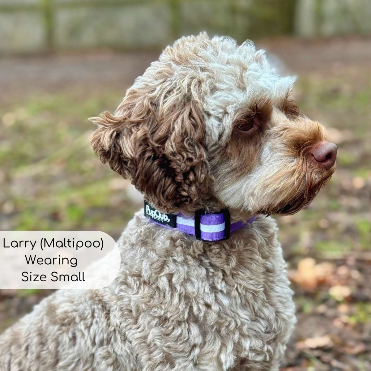 PupClub Couture Dog Collar - Lilac Blush