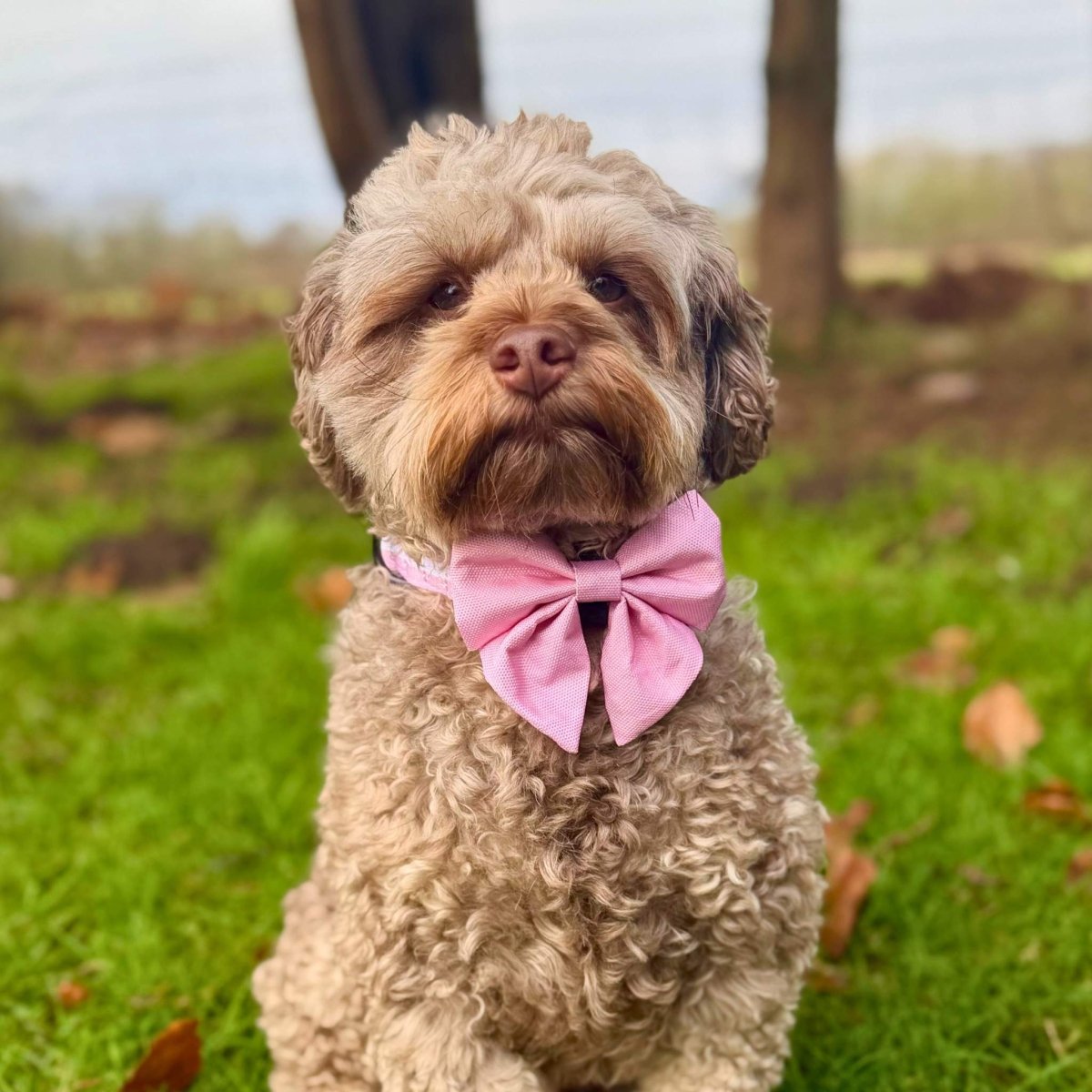 PupClub Couture Dog Sailor Bow - Pastel Pink