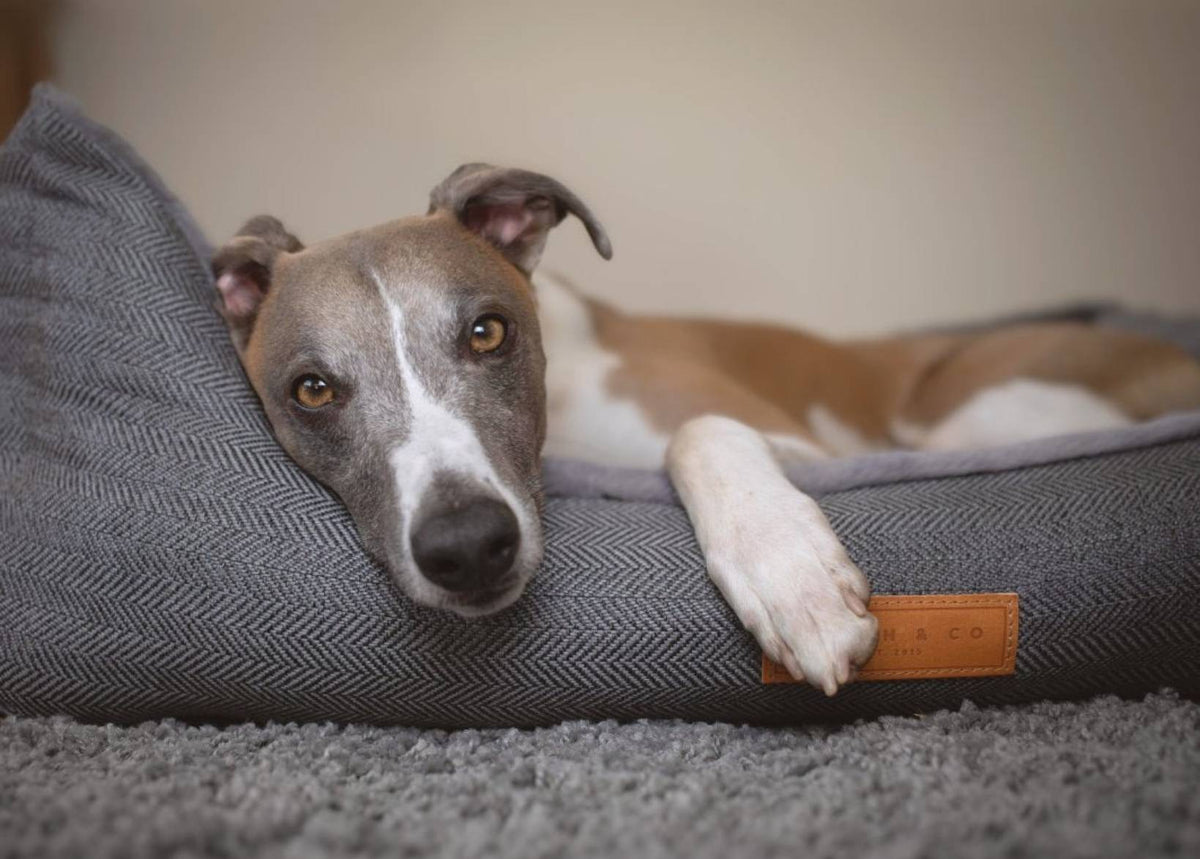 Ralph & Co The Balmoral Herringbone Bolster Dog Bed Grey