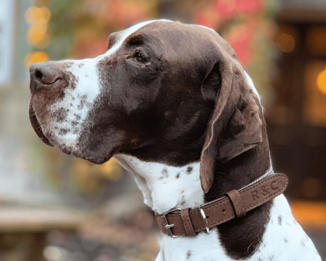 Ralph & Co The Lincoln Herringbone Tweed & Leather Dog Collar Brown