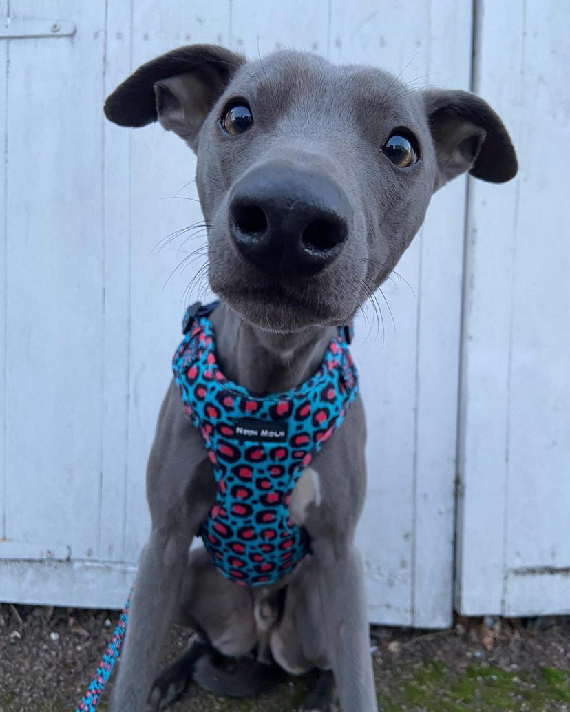 SnazzyTails The Willow Mesh Dog Harness Blue & Pink Leopard Print