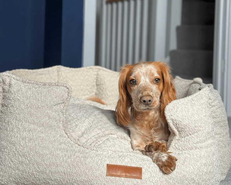 Ralph & Co The Cotswold High Wall Bouclé Dog Bed Oatmeal