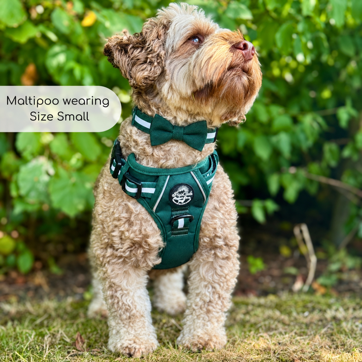 PupClub Couture Dog Bow Tie - Forest Green