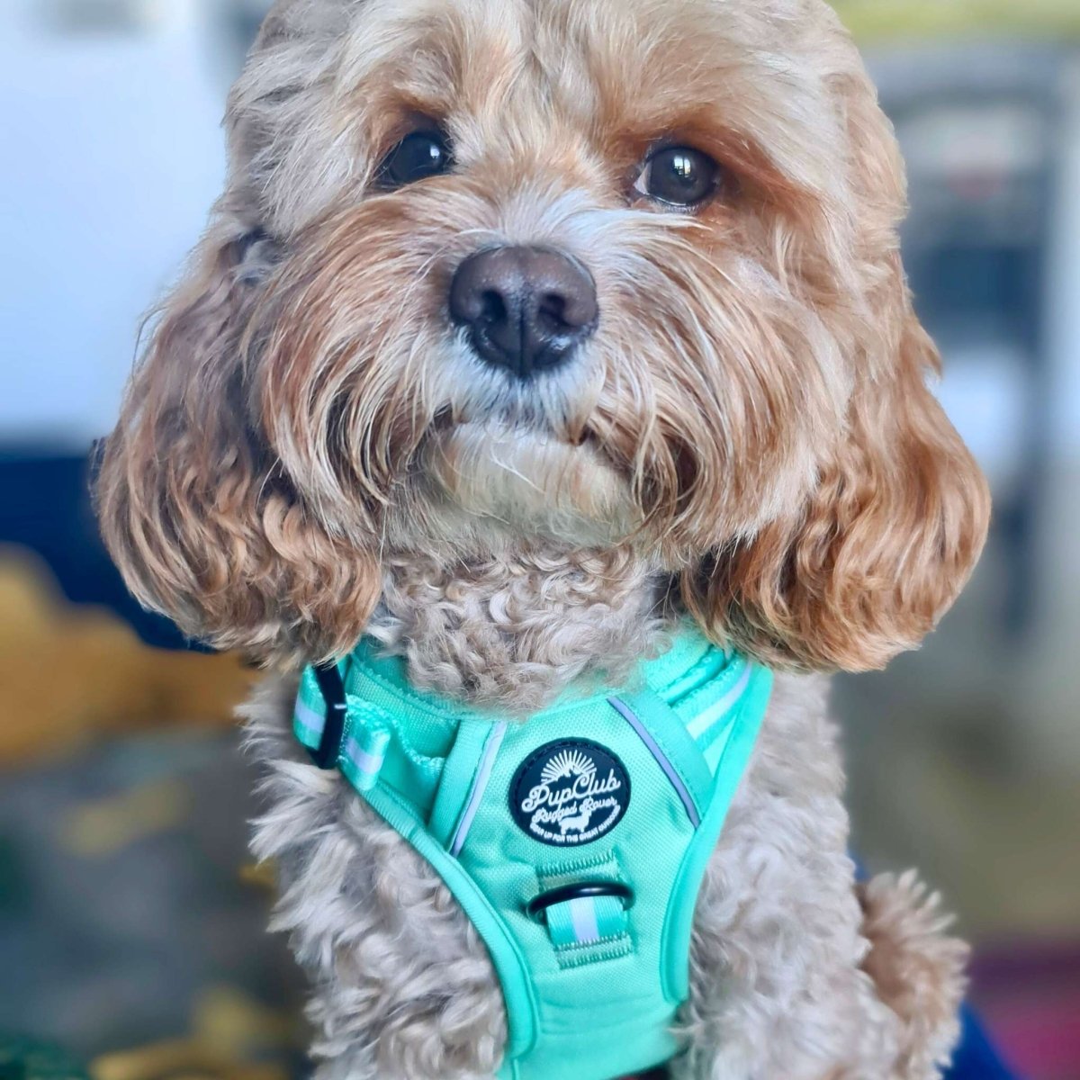 PupClub Couture Rugged Rover Dog Harness Pastel Mint Green