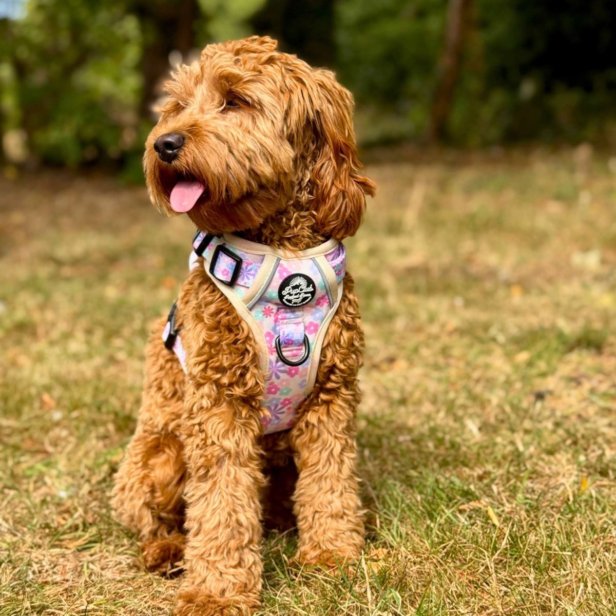 PupClub Couture Rugged Rover Pretty Petals Dog Harness