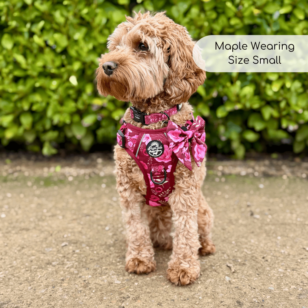 PupClub Couture Rugged Rover Harness - Burgundy Bloom