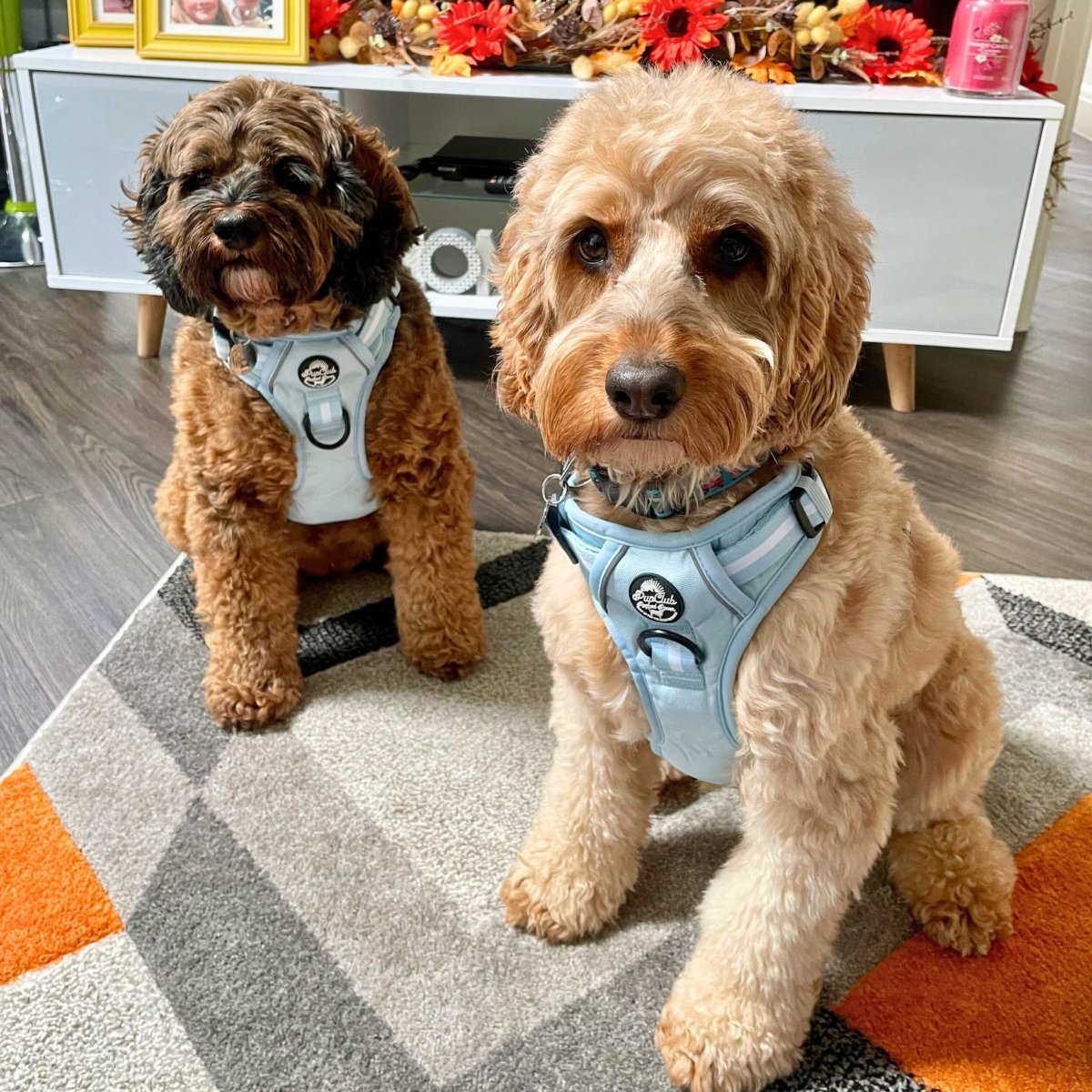 PupClub Couture Rugged Rover Dog Harness Pastel Blue