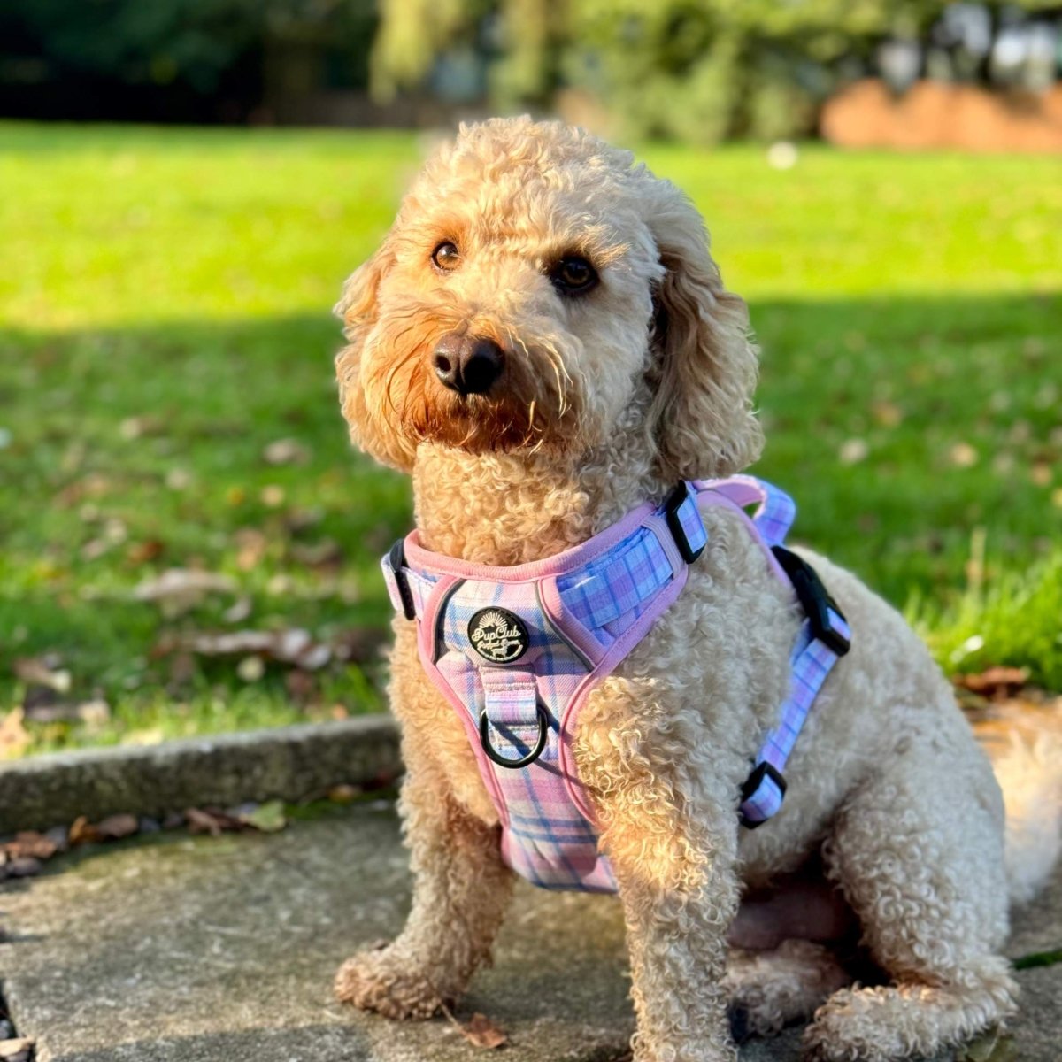 PupClub Couture Rugged Rover Harness - Pink Tartan