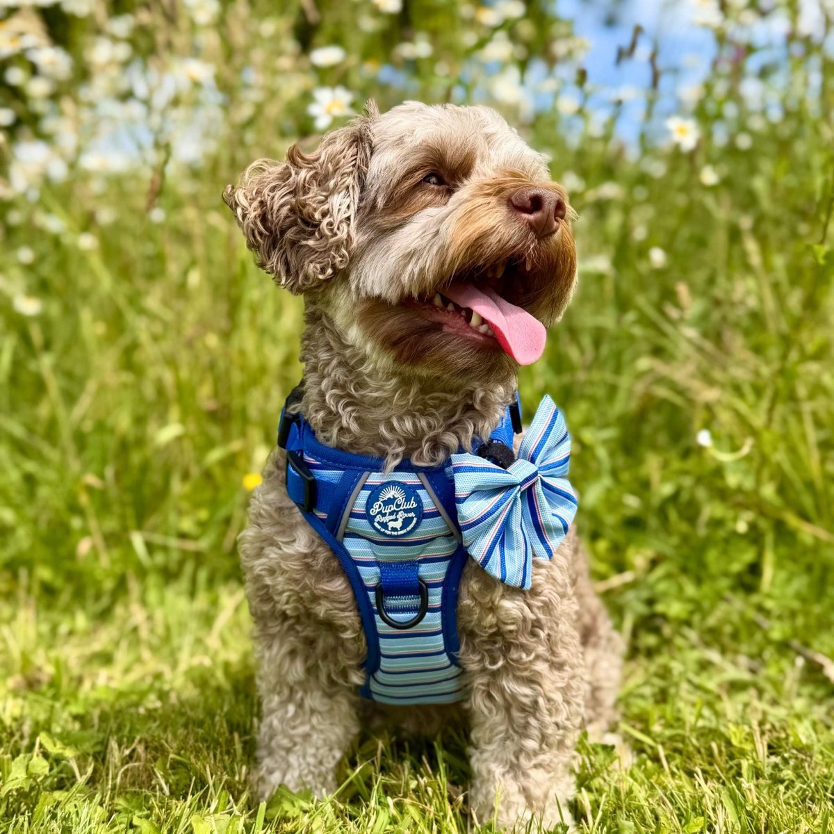 PupClub Couture Rugged Rover Dog Harness - Sea Breeze Stripes