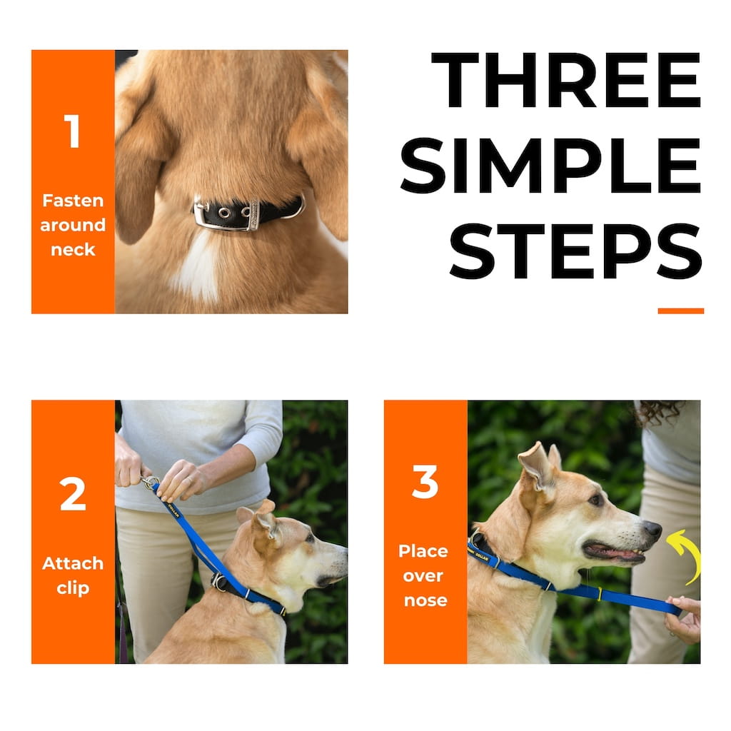 The Canny Company Colossus No-Pull Dog Headcollar
