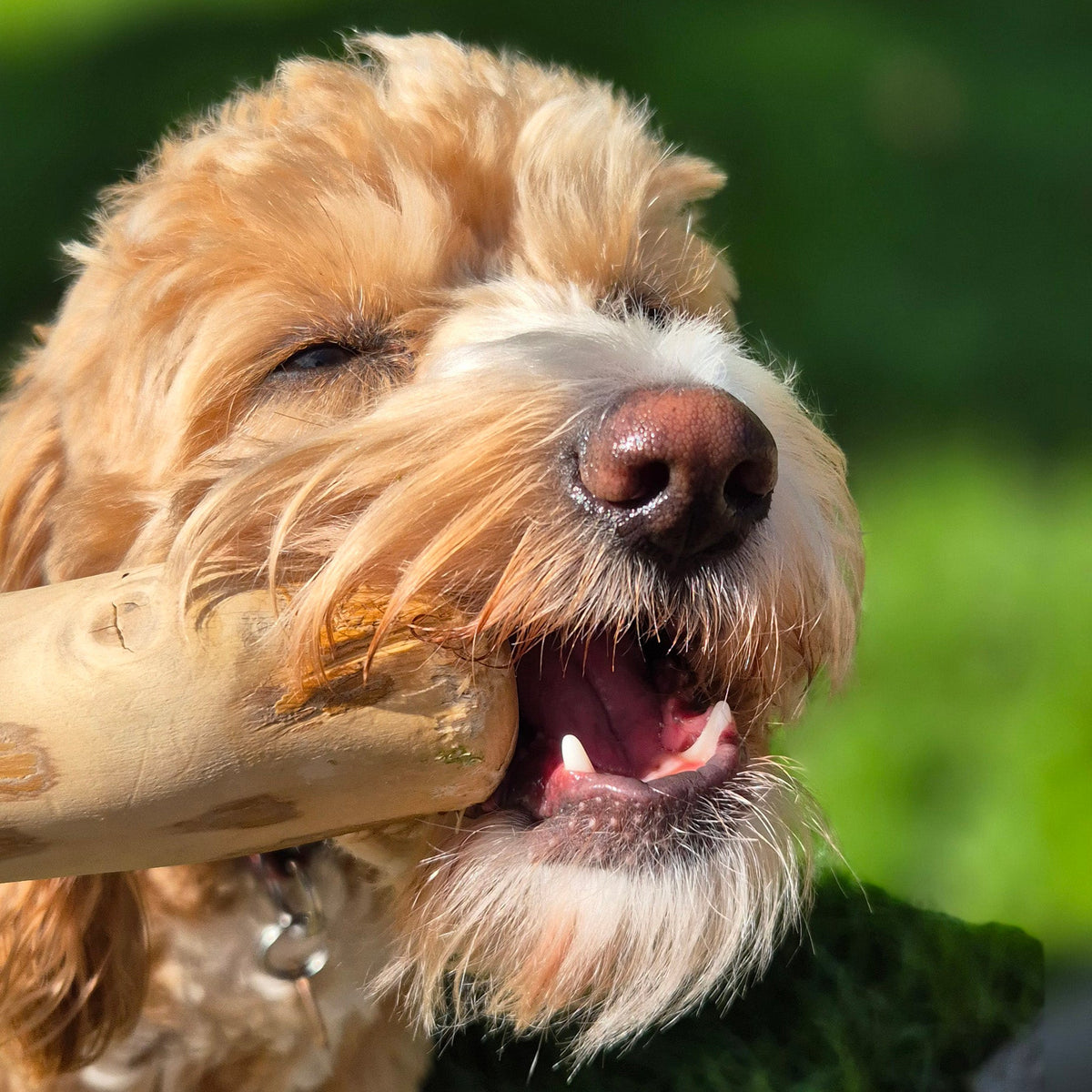 SnazzyTails Natural Coffee Wood Dog Chews