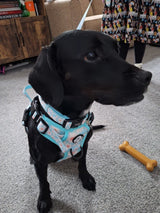 PupClub Couture Rugged Rover Harness - Pastel Daisy