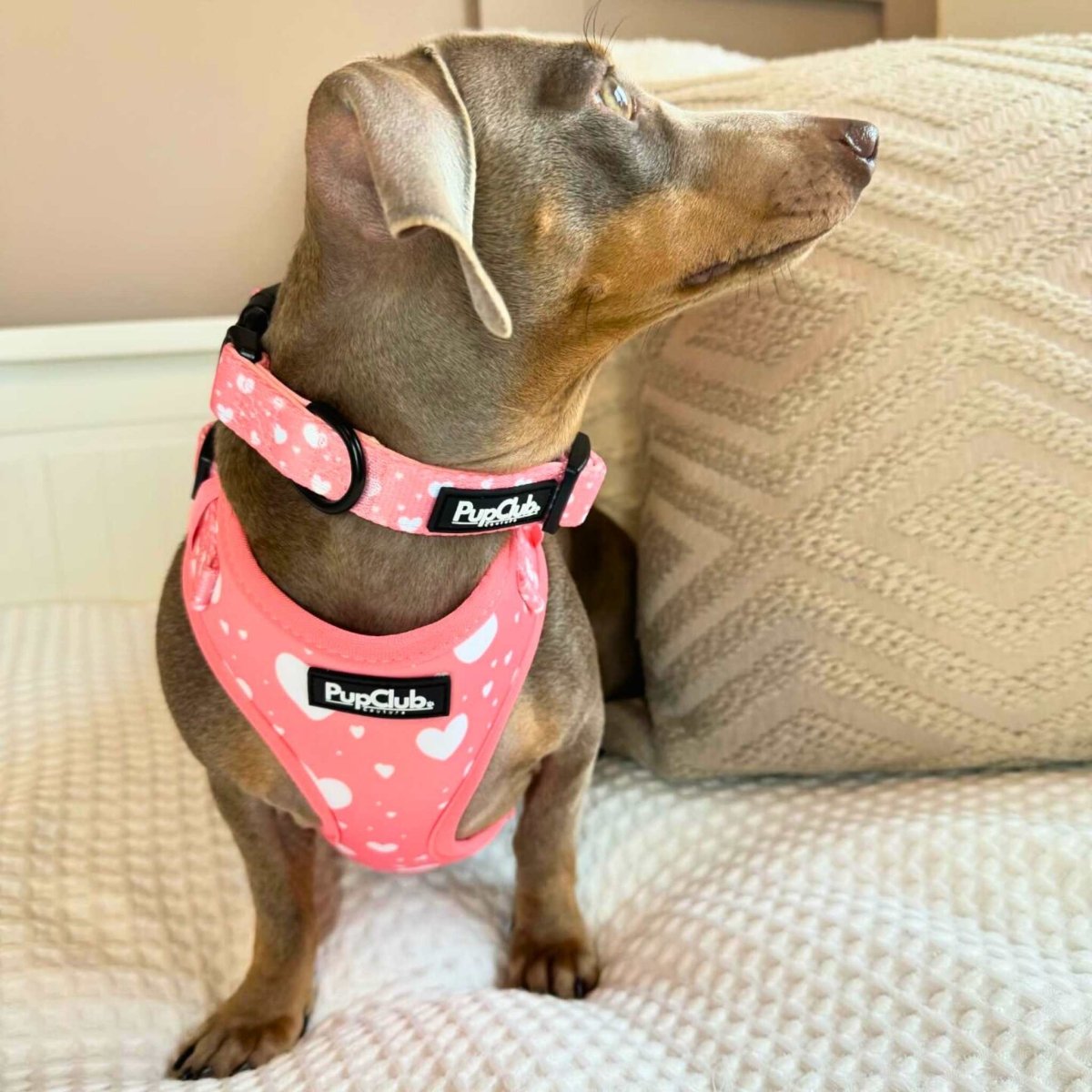 PupClub Couture Dog Collar - Peachy Heart