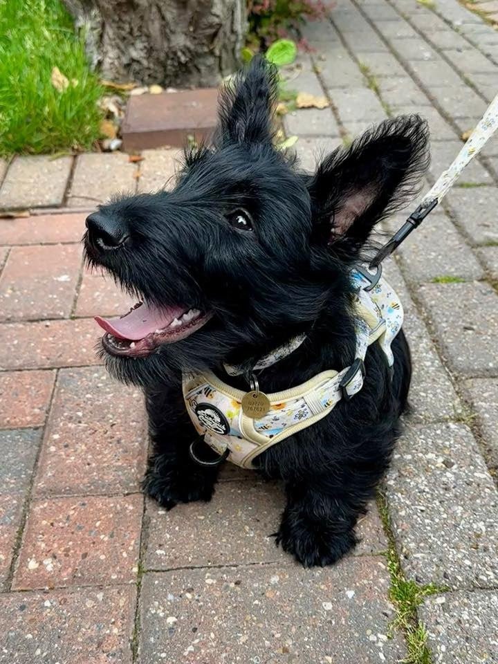 PupClub Couture Rugged Rover Bee-utiful Summer Dog Harness
