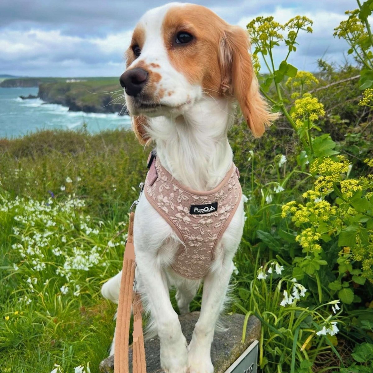 PupClub Couture Luxe Toffee Latte Petals Adjustable Dog Harness