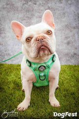 PupClub Couture Rugged Rover Dog Harness Pastel Mint Green
