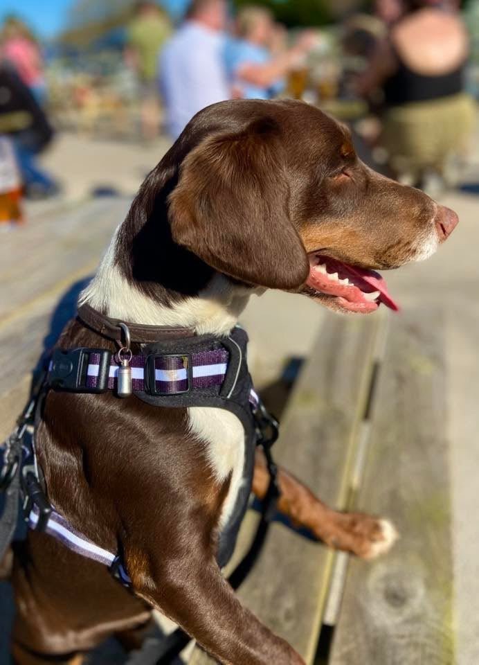 PupClub Couture Rugged Rover Harness - Midnight Black