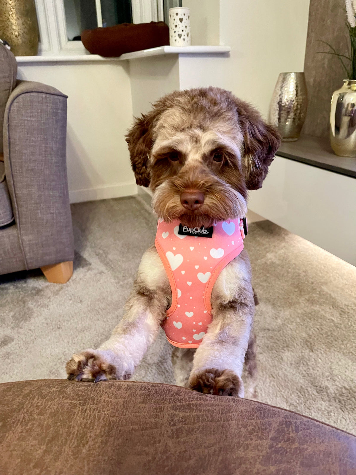 PupClub Couture Adjustable Harness - Peachy Hearts