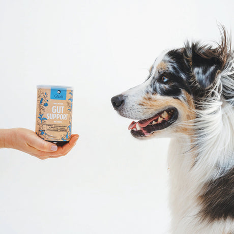 Gizzls Gut Support Dog Treats