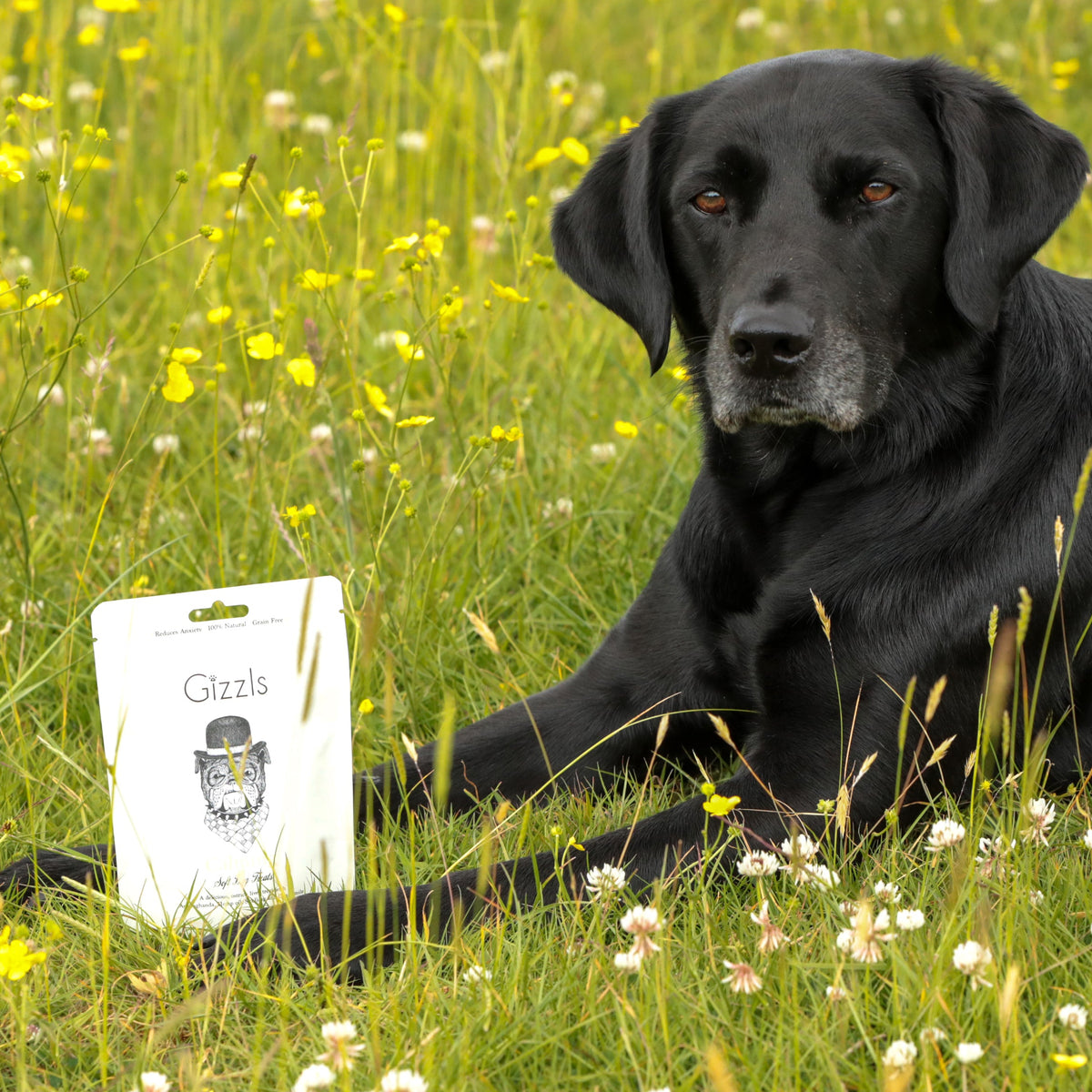 Gizzls Calming Soft Dog Treats