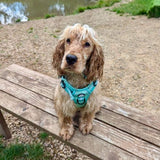 PupClub Couture Rugged Rover Dog Harness Pastel Mint Green