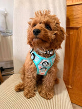 PupClub Couture Rugged Rover Harness - Pastel Daisy