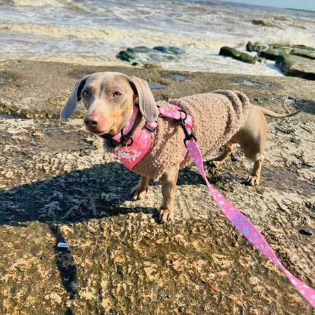 PupClub Couture Dog Lead - Peachy Hearts