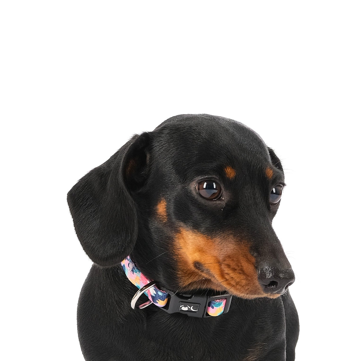 SnazzyTails Luna Dog Collar - Floral