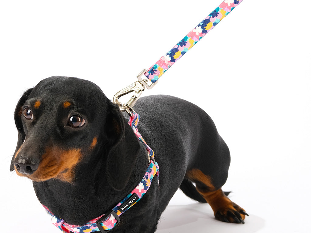 SnazzyTails Luna Dog Lead - Floral